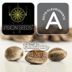 Vision Jack Auto Cannabissamen von Vision Seeds, autoflowering Sativa-dominante Sorte aus der Kreuzung Jack Herer x