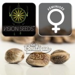 Feminisierte Bona Dea CBD+ Cannabissamen von Vision Seeds mit ausgewogenem 1:1 CBD/THC-Verhältnis für die Sammlung