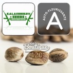 Kalashnikov Amur Giant Automatique autoflowering Cannabissamen, premium sativa-dominante Sammlersorte