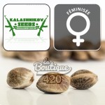 Feminisierte Siberian Haze Cannabissamen von Kalashnikov Seeds, Premium-Sorte mit Sativa-Dominanz und 22-24 % THC