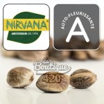 AK-48 Auto Cannabissamen von Nirvana Seeds, feminisierte autoflowering Sorte mit Indica-Dominanz