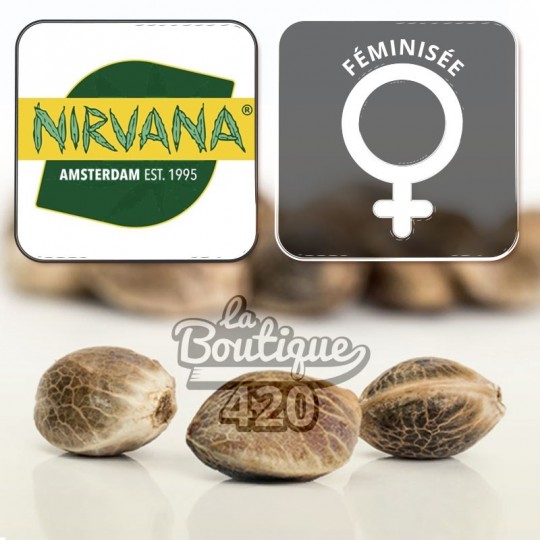 Nirvana Blackjack feminisierte Cannabissamen, sativa-dominanter Hybrid mit Zitrus- und Pinienaromen