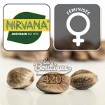 Feminisierte Nirvana Lemon OG Haze Samen, premium Sativa-Sorte mit intensiven Zitronenaromen
