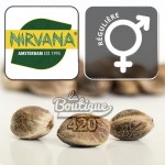 AK-48 reguläre Cannabissamen von Nirvana Seeds, Sammlersorte mit zitrischen Aromen