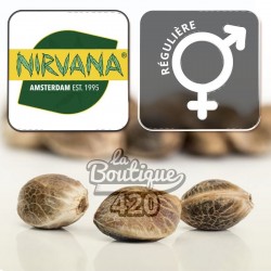 Aurora Indica reguläre Cannabissamen von Nirvana Seeds, legendäre Indica Afghan x Northern Lights