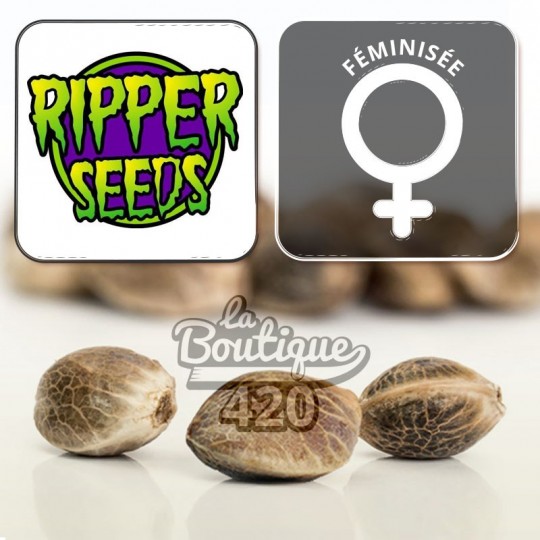 Feminisierte Brain Cake Cannabis-Samen von Ripper Seeds, S1-Varietät von Do-Si-Dos mit Sativa-Dominanz
