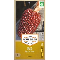 Ähre von altem rotem Bordeaux-Erdbeer-Popcorn-Mais AB mit biologisch reproduzierbaren Samen
