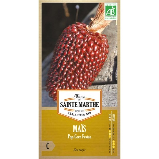 Ähre von altem rotem Bordeaux-Erdbeer-Popcorn-Mais AB mit biologisch reproduzierbaren Samen