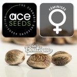 Feminisierte Erdpurt von Ace Seeds, kälteresistente schweizer Indica-Sorte