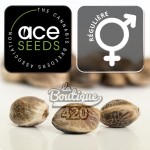 Drei reguläre Lebanese Cannabissamen von ACE Seeds, authentische libanesische Sativa reich an CBD