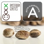 Drei Choco Kush Auto Cannabissamen von Amsterdam Genetics mit charakteristischem natürlichem marmoriertem Aussehen