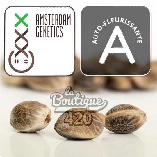 Drei Choco Kush Auto Cannabissamen von Amsterdam Genetics mit charakteristischem natürlichem marmoriertem Aussehen