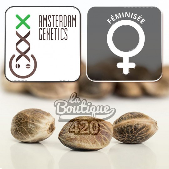 Feminisierte Kosher Tangie Kush Cannabissamen von Amsterdam Genetics, Premium-Hybrid mit 21% THC und Zitrusaromen