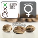 Feminisierte Strawberry Glue Cannabissamen von Amsterdam Genetics, Premium-Hybrid aus Gorilla Glue x Strawberry Banana