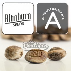 Grizzly Purple Auto Autoflowering-Cannabissamen von Blimburn Seeds mit natürlichen violetten Farbtönen