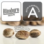 Grizzly Purple Auto Autoflowering-Cannabissamen von Blimburn Seeds mit natürlichen violetten Farbtönen
