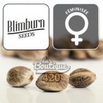 Feminisierte Chemdog 4 Samen von Blimburn Seeds, legendäre Indica-Sorte für Sammler