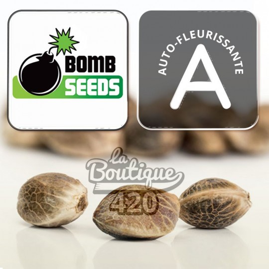Bomb Seeds nous offre à collectionner la Cherry Bomb Auto auto