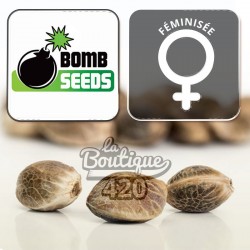 Kush Bomb Féminisée