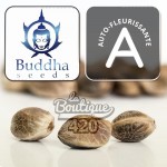 Drei Buddha Seeds Buddha Vesta Autoflowering-Samen, Indica-Sativa-Hybrid mit Zitrusdominanz