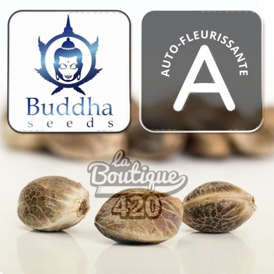 Drei Buddha Seeds Buddha Vesta Autoflowering-Samen, Indica-Sativa-Hybrid mit Zitrusdominanz