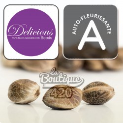 Auto Dark Purple Autoflowering-Samen von Delicious Seeds, dominante Indica OG Kush Purple Kush Auto 420