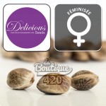 Feminisierte Sugar Black Rose Samen von Delicious Seeds, mehrfach preisgekrönte Premium-Indica-Sorte