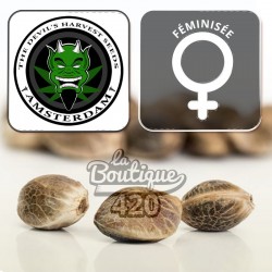 Rollex OG Kush Féminisée