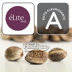 Feminisierte Elite 47 Automatique Samen von Elite Seeds, autoflowering Hybrid mit zitronigen Aromen