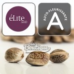 Feminisierte Elite 47 Automatique Samen von Elite Seeds, autoflowering Hybrid mit zitronigen Aromen
