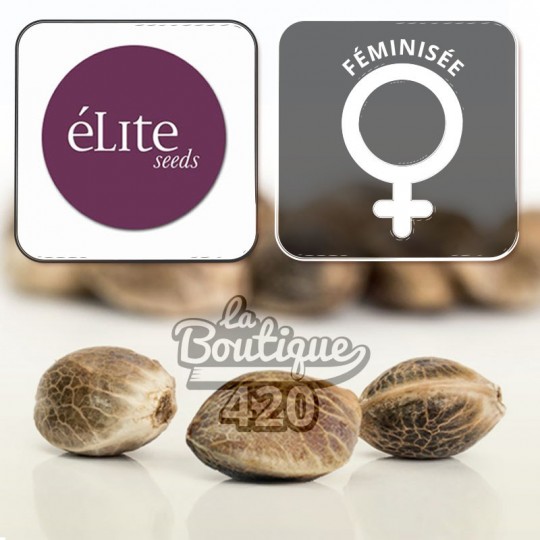 Feminisierte Llimonet Haze Clásica CBD Samen von Elite Seeds mit ausgewogenem THC-CBD-Verhältnis