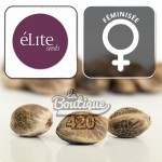 Feminisierte Llimonet Haze Clásica THC Samen von Elite Seeds, zitronige Sativa mit 19% THC für die Sammlung