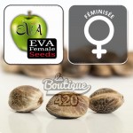 Feminisierte Missing BCN Samen von Eva Female Seeds, ausgewogener Hybrid mit Pfirsicharomen