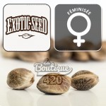 Feminisierte Medxotic Pure CBD Samen von Exotic Seeds mit 15-25% CBD-Gehalt für die genetische Sammlung