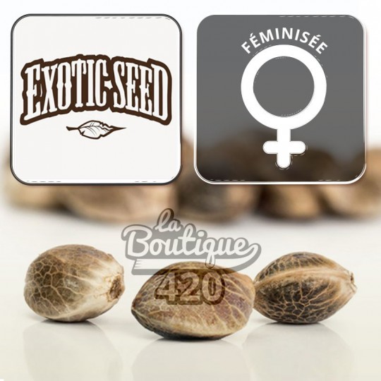 Feminisierte Zkittalicious Samen von Exotic Seeds, Indica-dominante Hybrid-Sammlersorte