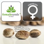 Feminisierte Female Seeds Lemon Kush Cannabissamen, Hindu Kush mit dominanter Chitral Afghan Indica-Genetik