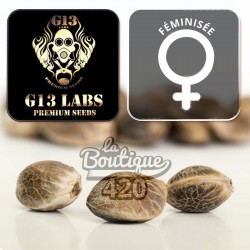 Peach Purée CBD Féminisée