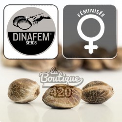 Amnesia CBD Féminisée