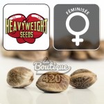 Feminisierte Dream Machine Samen von Heavyweight Seeds, polyhybrider Afghan Indian Brazilian, Sammlung 420