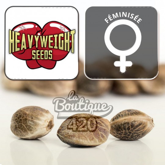 Feminisierte Dream Machine Samen von Heavyweight Seeds, polyhybrider Afghan Indian Brazilian, Sammlung 420