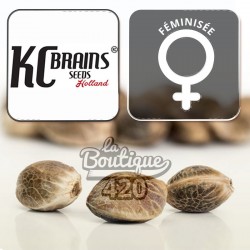 Brains  Scape Féminisée