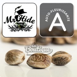 Auto Winweed CBD