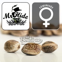 Full Moon CBD Féminisée