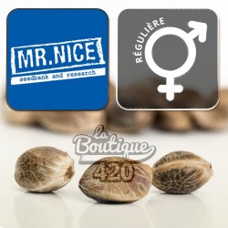 Drei reguläre G13 Haze Cannabissamen von Mr Nice Seedbank, preisgekrönte hybride Sammlervarietät
