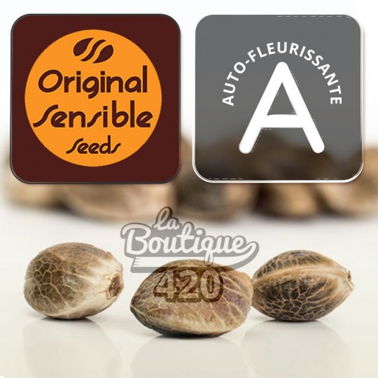 Auto Jack Herer Cannabissamen von Original Sensible Seeds mit 420-Markierung für die genetische Sammlung