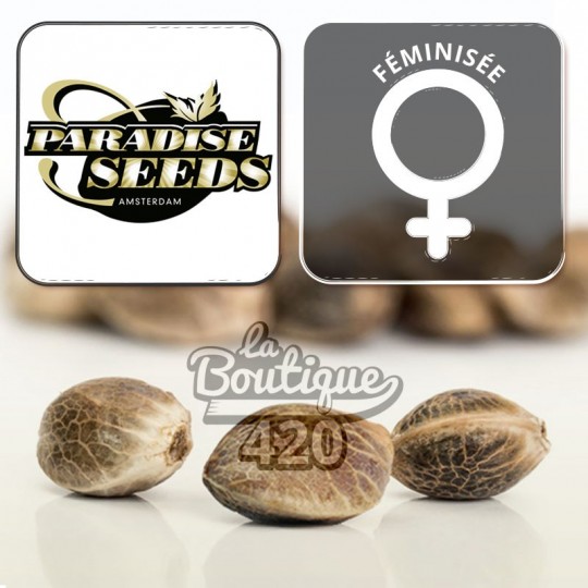 Feminisierte Paradise Seeds Original White Widow IBL Samen, authentische legendäre Genetik aus der Kollektion