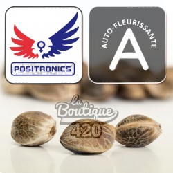 Positronics Northern Haze Express Autoflowering Samen, premium Sativa-Hybrid-Sorte für Sammler