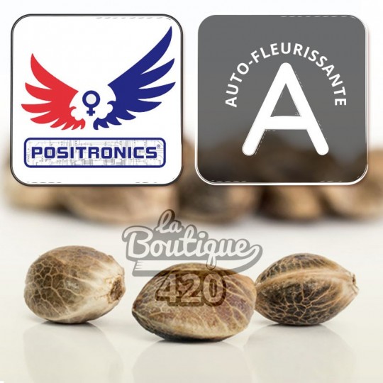 Positronics Northern Haze Express Autoflowering Samen, premium Sativa-Hybrid-Sorte für Sammler