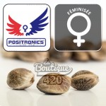 Positronics Blue Rhino feminisierte Sammlersamen mit bläulichen Farben und fruchtigen Aromen