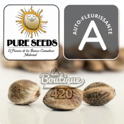 Pure Seeds Auto Collector Autoflowering Cannabissamen für die premium genetische Sammlung